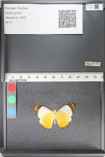 Media type: image;   Entomology 130019
